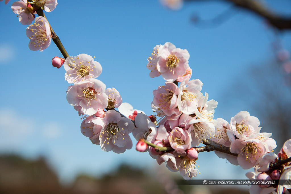 梅の花