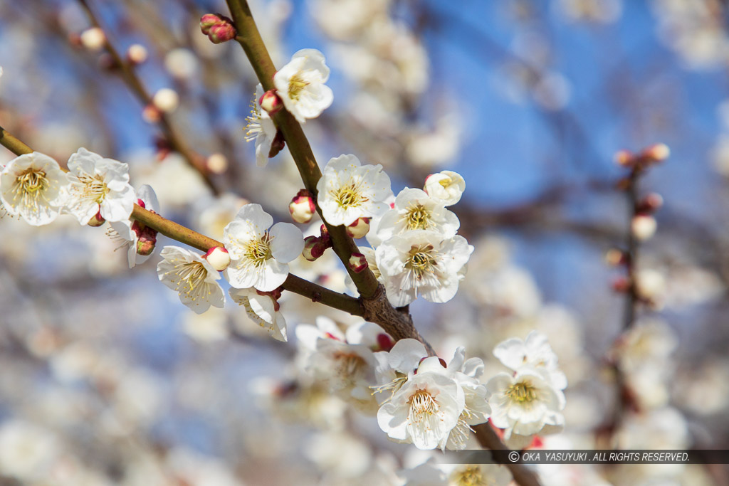 梅の花