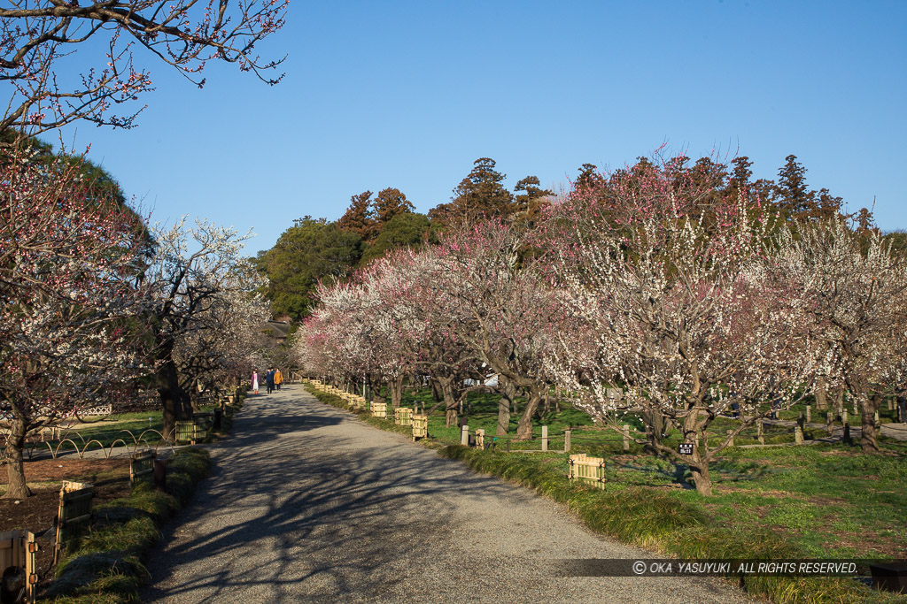 梅林の風景