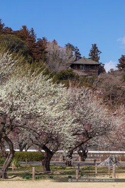 好文亭と梅林｜高解像度画像サイズ：4480 x 6720 pixels｜写真番号：5D4A5398｜撮影：Canon EOS 5D Mark IV