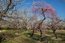 梅林の風景｜高解像度画像サイズ：6720 x 4480 pixels｜写真番号：5D4A5430｜撮影：Canon EOS 5D Mark IV