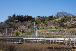 偕楽園｜高解像度画像サイズ：6189 x 4126 pixels｜写真番号：5D4A5431｜撮影：Canon EOS 5D Mark IV