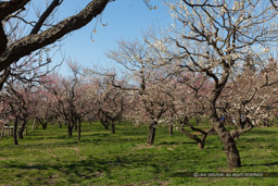 梅林の風景｜高解像度画像サイズ：6321 x 4214 pixels｜写真番号：5D4A5434｜撮影：Canon EOS 5D Mark IV