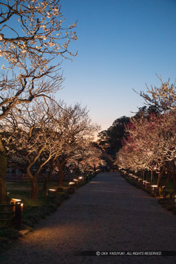 梅林のライトアップ｜高解像度画像サイズ：4480 x 6720 pixels｜写真番号：5D4A5680｜撮影：Canon EOS 5D Mark IV