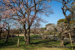 偕楽園好文亭と梅林｜高解像度画像サイズ：6720 x 4480 pixels｜写真番号：5D4A5758｜撮影：Canon EOS 5D Mark IV