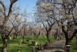 梅林の風景｜高解像度画像サイズ：6720 x 4480 pixels｜写真番号：5D4A5813｜撮影：Canon EOS 5D Mark IV