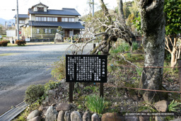 さかさ桑 | 高解像度画像サイズ：2784 x 1856 pixels | 写真番号：1P3J6541 | 撮影：Canon EOS-1Ds Mark III