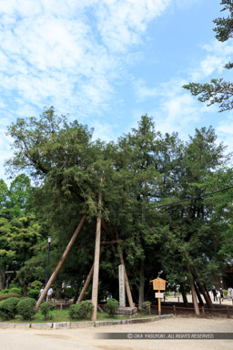 名古屋城のカヤ・徳川義直の大坂出陣｜高解像度画像サイズ：3456 x 5184 pixels｜写真番号：1DXL6359｜撮影：Canon EOS-1D X