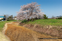 ｜高解像度画像サイズ：5184 x 3456 pixels｜写真番号：1DX_9004｜撮影：Canon EOS-1D X