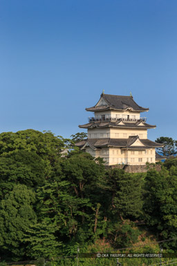 八幡山古郭から小田原城天守|高解像度画像サイズ:3456 x 5184 pixels|写真番号:1DX_4745|撮影:Canon EOS-1D X