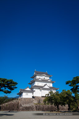 小田原城天守閣・背景用高解像度・リニューアル後｜高解像度画像サイズ：5792 x 8688 pixels｜写真番号：5DSA2725｜撮影：Canon EOS 5DS