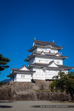 小田原城天守閣リニューアル後・高解像度|高解像度画像サイズ:5560 x 8340 pixels|写真番号:5DSA2755|撮影:Canon EOS 5DS
