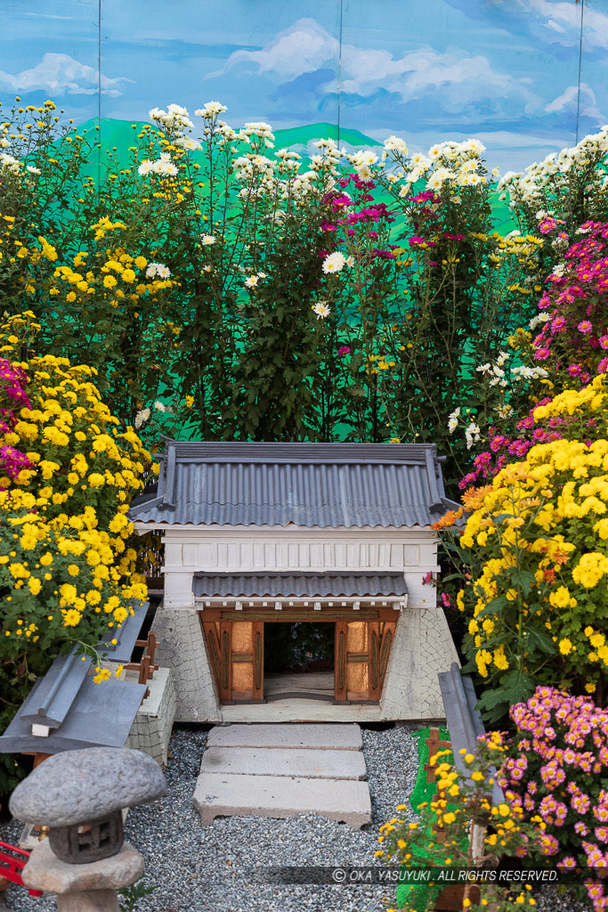 小田原城菊花展の一幕