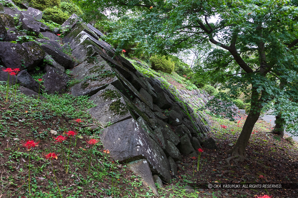 関東大震災で崩壊した江戸時代の石垣