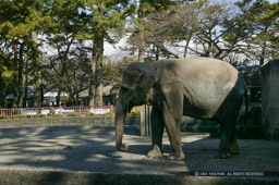 小田原城動物園のウメ子(2004年)|高解像度画像サイズ:3449 x 2295 pixels|写真番号:100-0080S53B|撮影:Canon EOS-1DS
