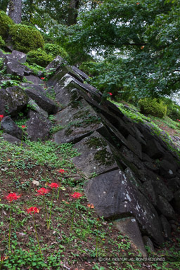 関東大震災で崩壊した江戸時代の石垣|高解像度画像サイズ:5792 x 8688 pixels|写真番号:5DSA2412|撮影:Canon EOS 5DS
