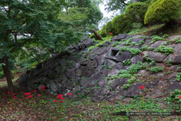 関東大震災で崩壊した江戸時代の石垣|高解像度画像サイズ:8688 x 5792 pixels|写真番号:5DSA2417|撮影:Canon EOS 5DS