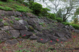関東大震災で崩壊した江戸時代の石垣|高解像度画像サイズ:8688 x 5792 pixels|写真番号:5DSA2419|撮影:Canon EOS 5DS