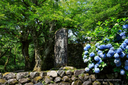 越前大野城石碑｜高解像度画像サイズ：5296 x 3531 pixels｜写真番号：5D4A8251｜撮影：Canon EOS 5D Mark IV