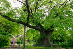 金山の大ケヤキ・御台所曲輪|高解像度画像サイズ:6480 x 4320 pixels|写真番号:5DSA5775|撮影:Canon EOS 5DS
