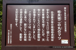 相良城二の丸のマツ・解説板 | 高解像度画像サイズ：6073 x 4051 pixels | 写真番号：6F1A5565 | 撮影：Canon EOS R5m2