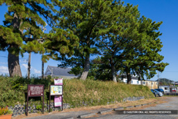 相良城二の丸のマツ | 高解像度画像サイズ：8192 x 5464 pixels | 写真番号：6F1A5567 | 撮影：Canon EOS R5m2