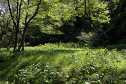 仙台城酒蔵跡｜高解像度画像サイズ：5616 x 3744 pixels｜写真番号：1P3J1798｜撮影：Canon EOS-1Ds Mark III