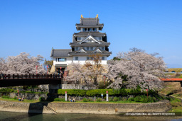 墨俣一夜城の桜 | 高解像度画像サイズ：8192 x 5464 pixels | 写真番号：344A8843 | 撮影：Canon EOS R5