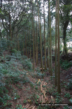 5号掘 | 高解像度画像サイズ：3328 x 4992 pixels | 写真番号：VJ7Z3034 | 撮影：Canon EOS-1Ds Mark II