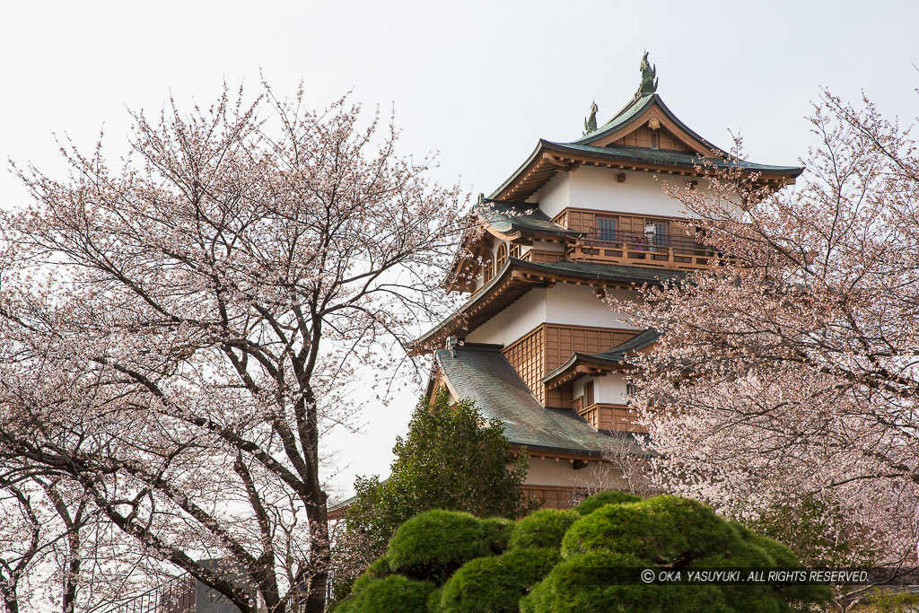 高島城天守と桜