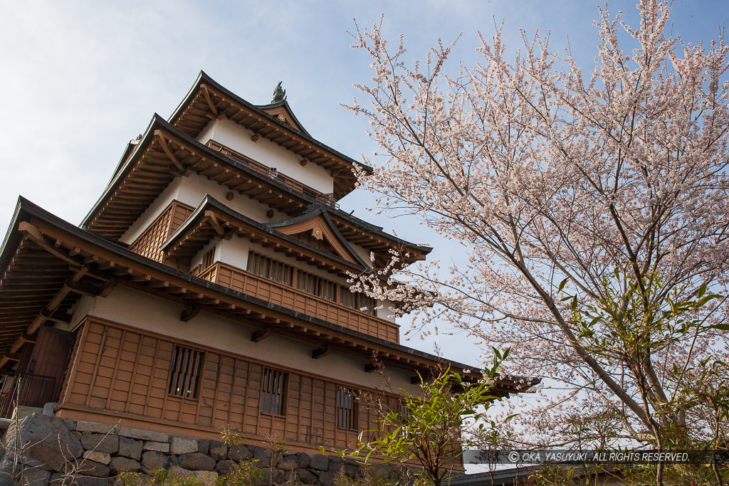 高島城天守と桜