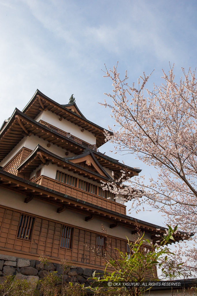 高島城天守と桜