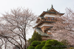 高島城天守と桜｜高解像度画像サイズ：5184 x 3456 pixels｜写真番号：1DX_8479｜撮影：Canon EOS-1D X