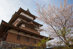 高島城天守と桜｜高解像度画像サイズ：5184 x 3456 pixels｜写真番号：1DX_8487｜撮影：Canon EOS-1D X