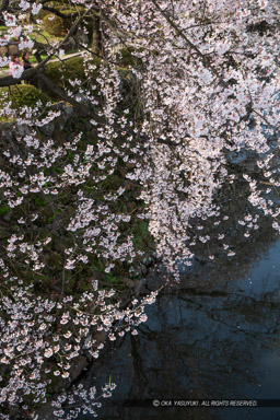 桜と堀｜高解像度画像サイズ：3456 x 5184 pixels｜写真番号：1DX_8507｜撮影：Canon EOS-1D X