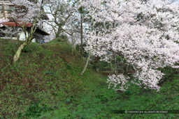 空堀と桜｜高解像度画像サイズ：5184 x 3456 pixels｜写真番号：1DX_7988｜撮影：Canon EOS-1D X