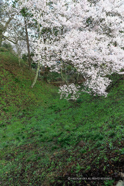 空堀と桜｜高解像度画像サイズ：3456 x 5184 pixels｜写真番号：1DX_7989｜撮影：Canon EOS-1D X
