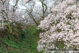 空堀と桜｜高解像度画像サイズ：5184 x 3456 pixels｜写真番号：1DX_7991｜撮影：Canon EOS-1D X
