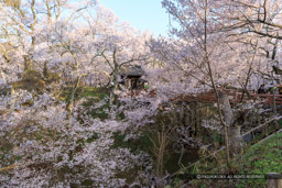 高遠城の桜・問屋門｜高解像度画像サイズ：5184 x 3456 pixels｜写真番号：1DX_8002-Edit｜撮影：Canon EOS-1D X