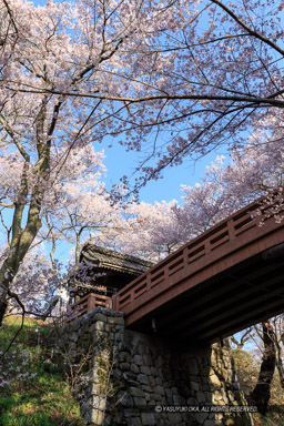 高遠城の桜・問屋門｜高解像度画像サイズ：3456 x 5184 pixels｜写真番号：1DX_8130-Edit｜撮影：Canon EOS-1D X