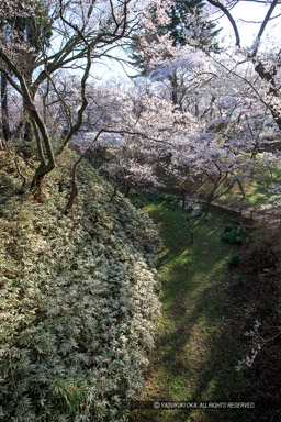 空堀と桜｜高解像度画像サイズ：3456 x 5184 pixels｜写真番号：1DX_8168｜撮影：Canon EOS-1D X