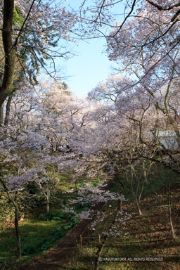 空堀と桜｜高解像度画像サイズ：3456 x 5184 pixels｜写真番号：1DX_8169｜撮影：Canon EOS-1D X