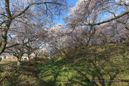 空堀と桜｜高解像度画像サイズ：5184 x 3456 pixels｜写真番号：1DX_8184｜撮影：Canon EOS-1D X