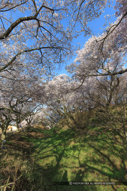 空堀と桜｜高解像度画像サイズ：3456 x 5184 pixels｜写真番号：1DX_8188｜撮影：Canon EOS-1D X