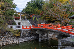 | 高解像度画像サイズ:8192 x 5464 pixels | 写真番号:6F1A4843 | 撮影:Canon EOS R5m2