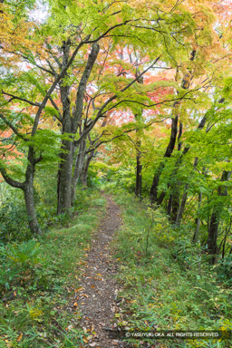 西曲輪土塁 | 高解像度画像サイズ:5464 x 8192 pixels | 写真番号:6F1A4937 | 撮影:Canon EOS R5m2