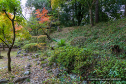 土塁・主郭中曲輪 | 高解像度画像サイズ:8192 x 5464 pixels | 写真番号:6F1A4977 | 撮影:Canon EOS R5m2