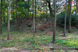 土塁・主郭東曲輪 | 高解像度画像サイズ:8192 x 5464 pixels | 写真番号:6F1A4980 | 撮影:Canon EOS R5m2