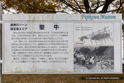 聖牛・信玄堤公園 | 高解像度画像サイズ:6998 x 4668 pixels | 写真番号:6F1A5284 | 撮影:Canon EOS R5m2