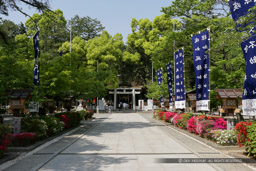 武田神社参道｜高解像度画像サイズ：4850 x 3233 pixels｜写真番号：VJ7Z7613｜撮影：Canon EOS-1Ds Mark II